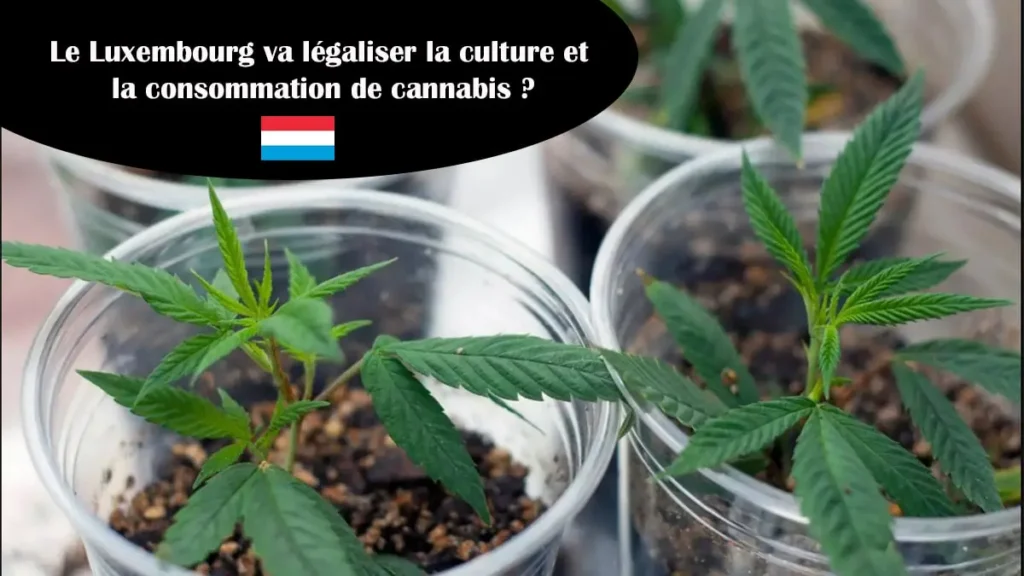 Luxemburg legaliserar odling och konsumtion av cannabis - La Verte Shop