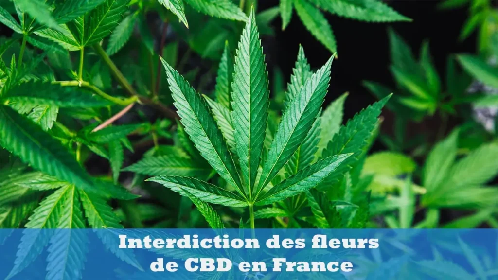 Interdiction des fleurs de CBD en France