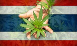 marijuana na tailândia